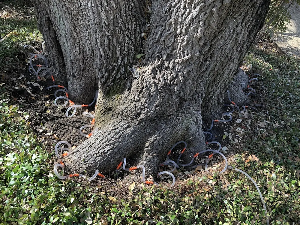 Detailed Tree Cabling and Bracing job site in Mc Alpin
