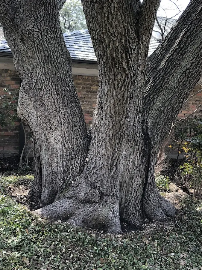 Mature heritage tree close to a Mc Alpin property cared for by certified arborists
